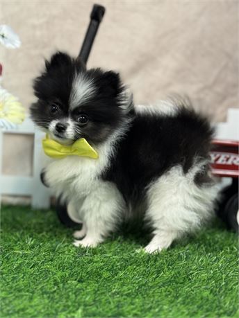 Adorable, tiny, Male Pomeranian-black/wht/tan parti