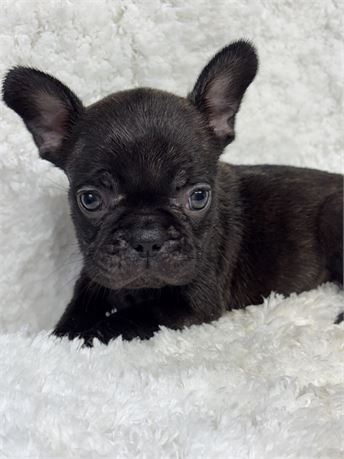 AKC/USDA CLEAN BRINDLE