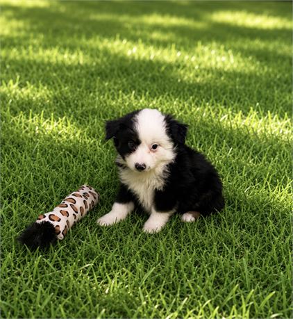 NICE LITTLE MINI AUSSIE