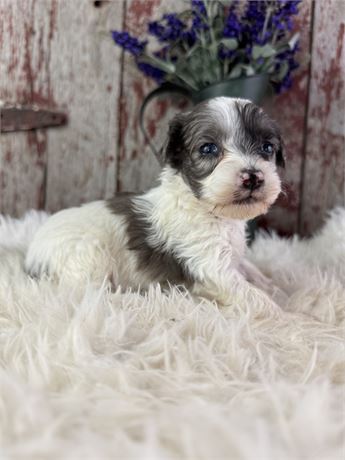 female blue merle and white aussie-poo-lady