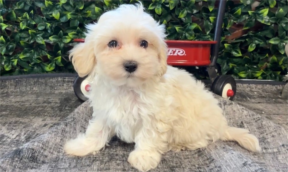 Adorable Male Walker