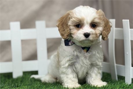 Adorable Male Blenheim Cavapoo