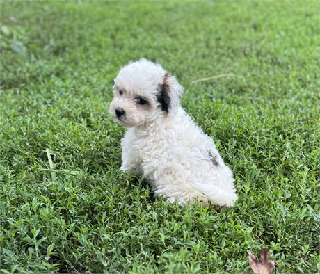 Sweet Maltipoo Male
