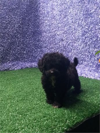 [ Kayden ] Maltipoo boy