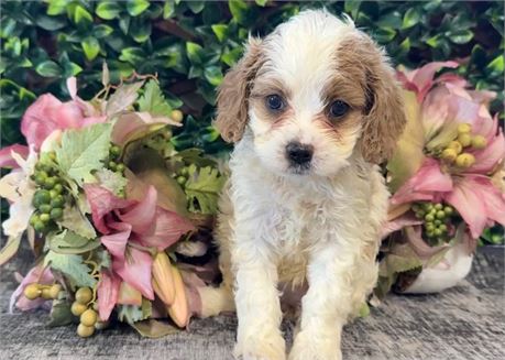 Beautiful Female Cavapoo