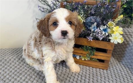Beautiful Male Cavapoo