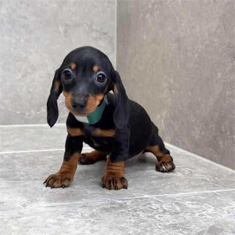 Dachshund 26257-03