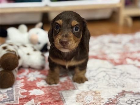 Knox Chocolate and Tan Longhair Male