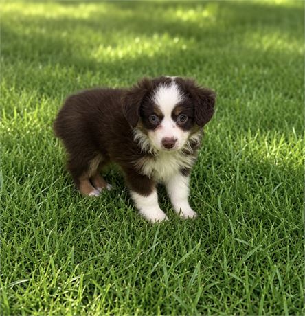 NICE LITTLE MINI AUSSIE