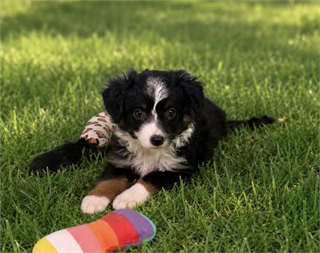 NICE LITTLE MINI AUSSIE