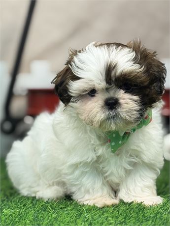 Adorable Male Shih Tzu