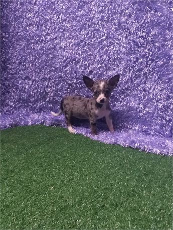 * Araceli * Chihuahua girl