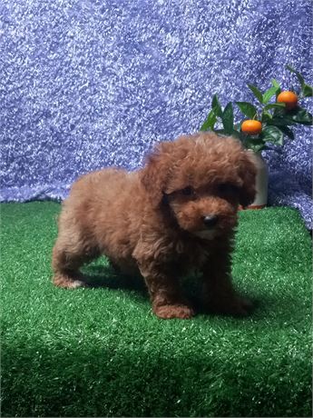 [ Keanu ] Maltipoo boy