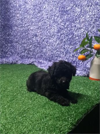 * Lexie * Maltipoo girl