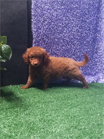 [ Eden ] Mini Goldendoodle boy