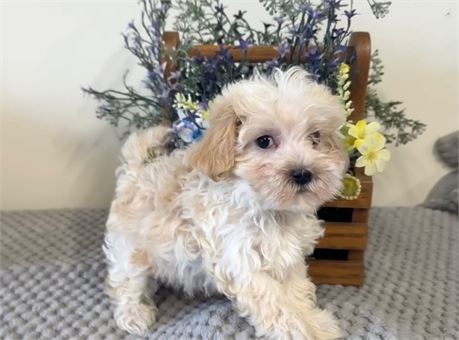 Adorable Male Weston