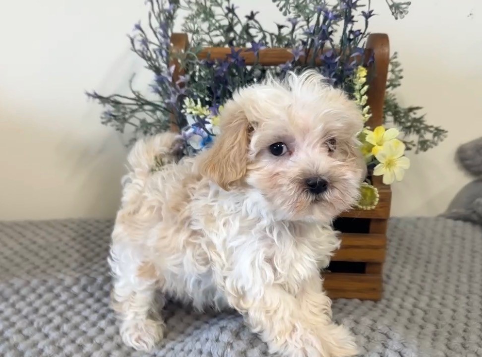 Adorable Male Weston
