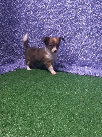 * Indigo * Chihuahua girl