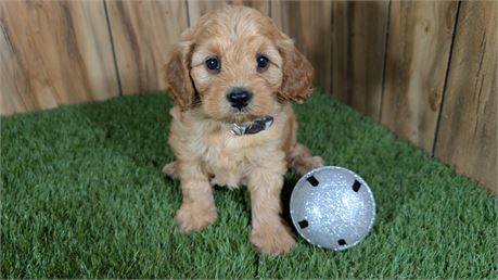 Red Cavapoo Femal