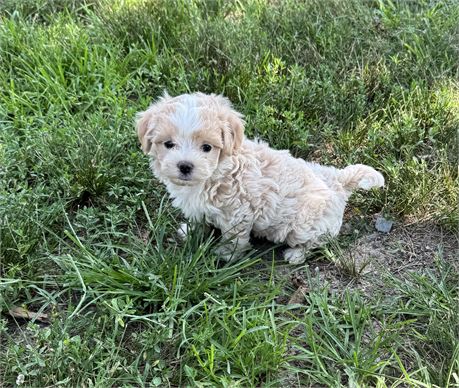 Nice Maltipoo Male