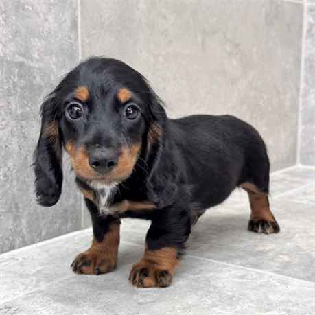 Dachshund 26257-01