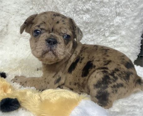 AKC/USDA CLEAN FAWN MERLE