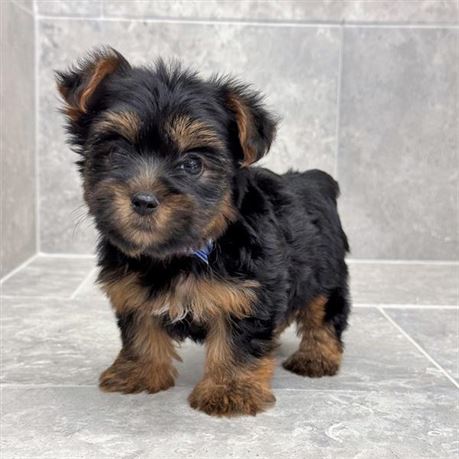 Yorkie 26253-02