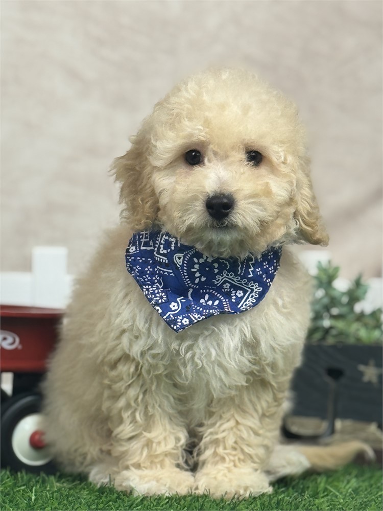 Gorgeous Mini F1BB Golden Doodle 6# @13 weeks, very playful