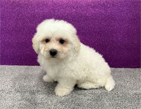 Shadows Bichon