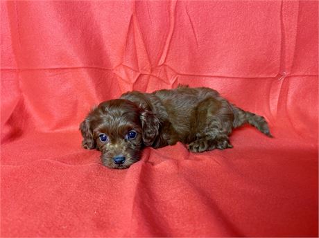 Cavapoo Male 2