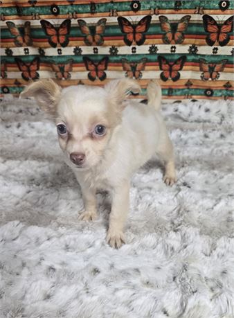CPR Female long hair Chihuahua