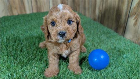 Red Cavapoo Male