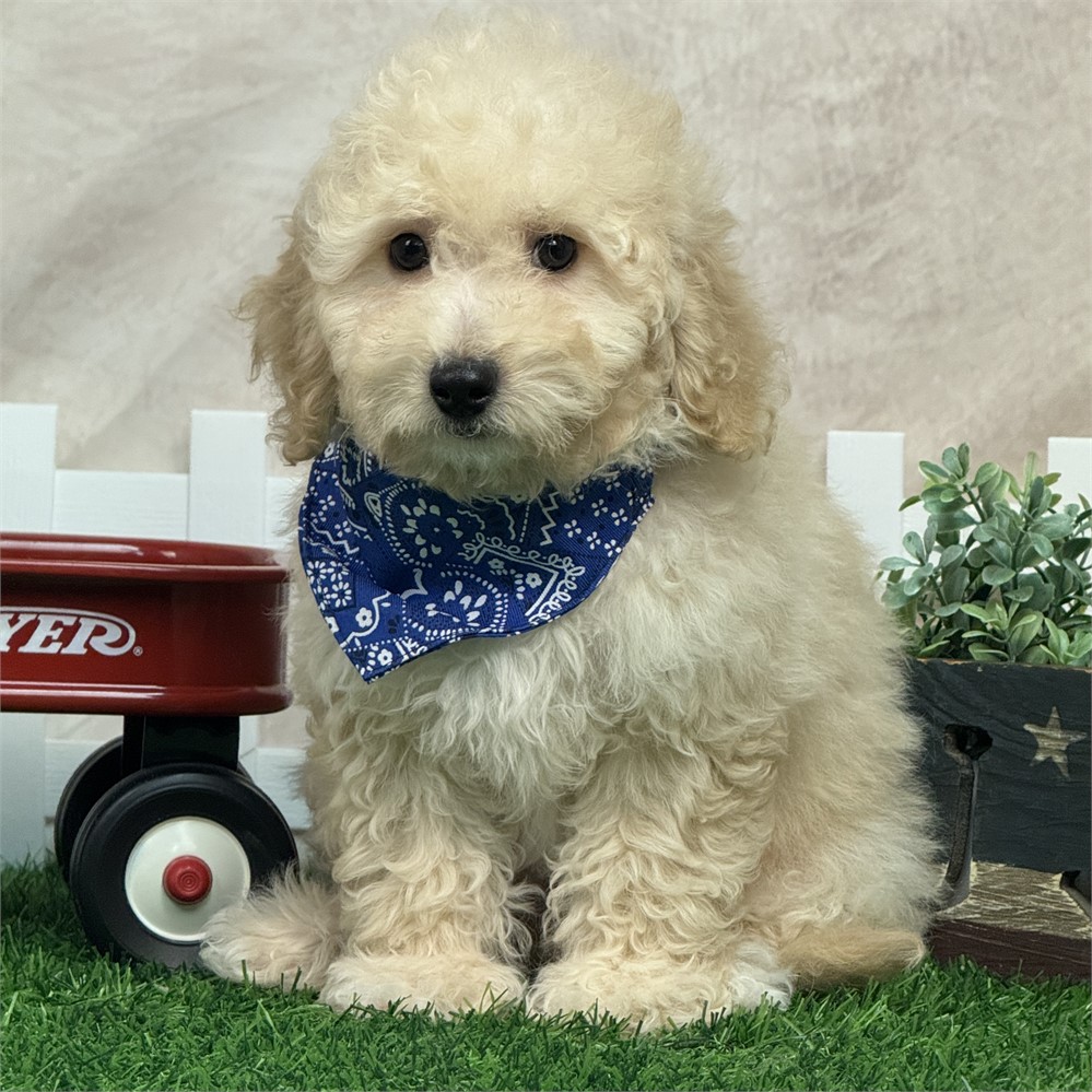 Gorgeous Mini F1BB Golden Doodle 6# @13 weeks, very playful
