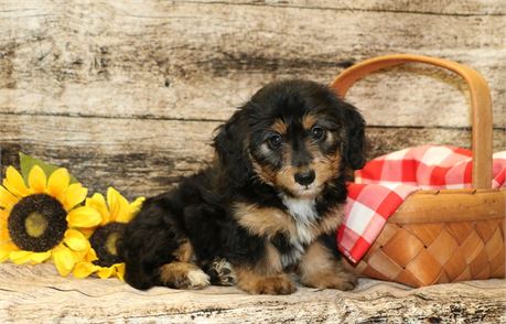 Daisy--Female Black/ Tan Dachshund AKC