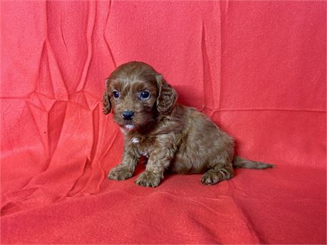Cavapoo Male