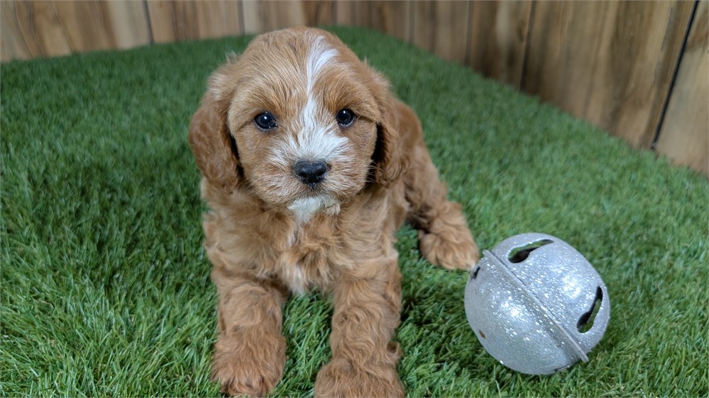Red Cavapoo Male