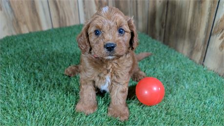 Red Cavapoo Male