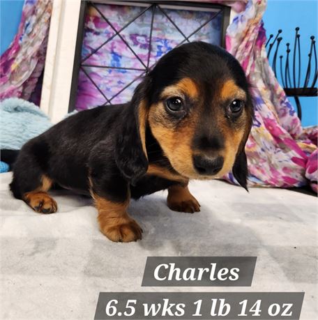 Mini Dachshund 2632-03 Charles