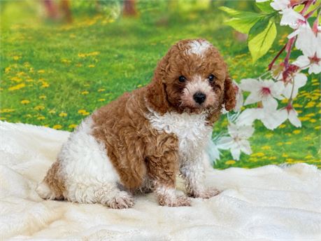 Apricot Parti Toy Poodle Male