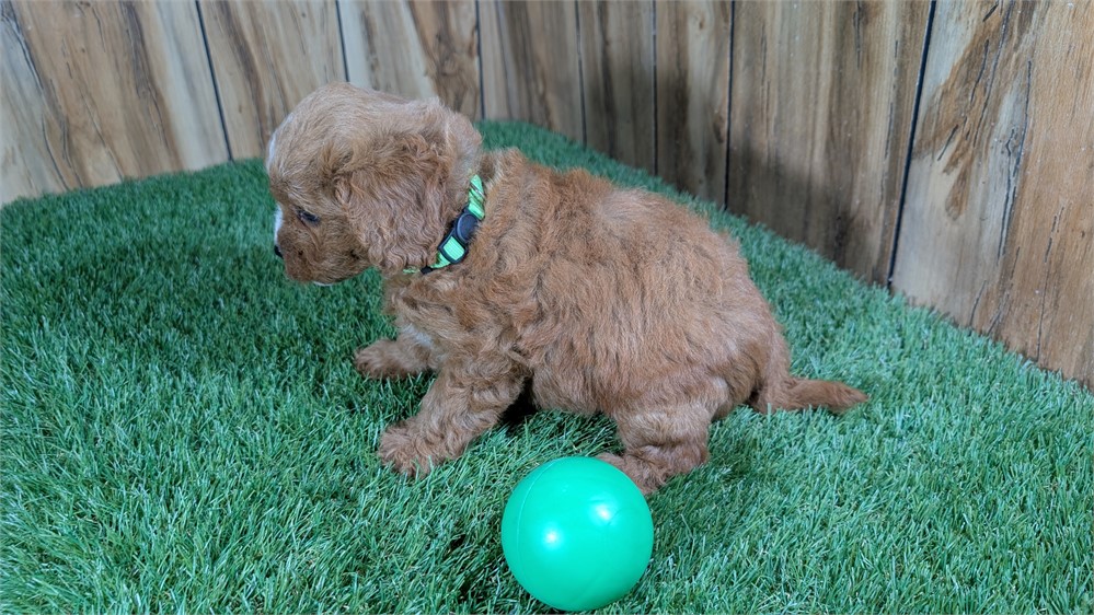 Red Cavapoo Male