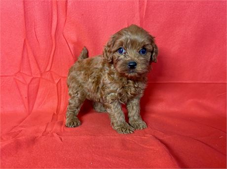 Cavapoo Female
