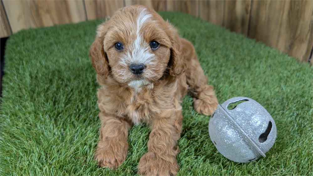 Red Cavapoo Male