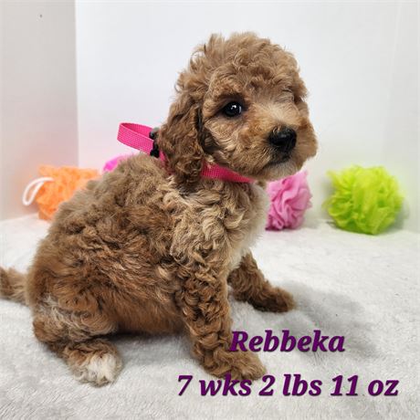 Miniature F1b Goldendoodle 2637-04