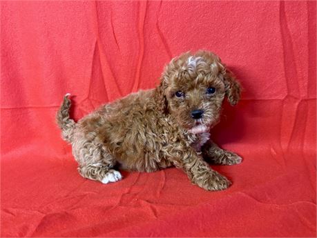 Cavapoo Female 3