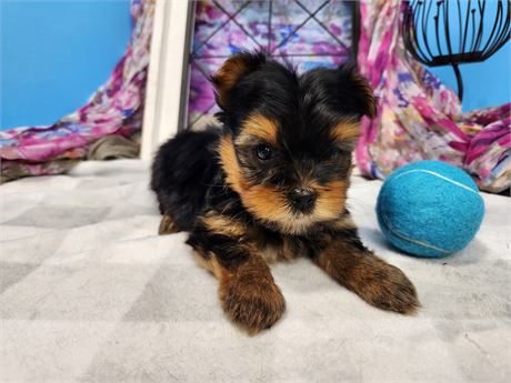 Yorkshire Terrier 2629-01