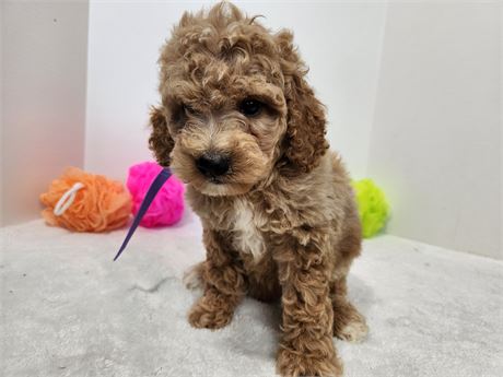 Miniature F1b Goldendoodle 2637-03
