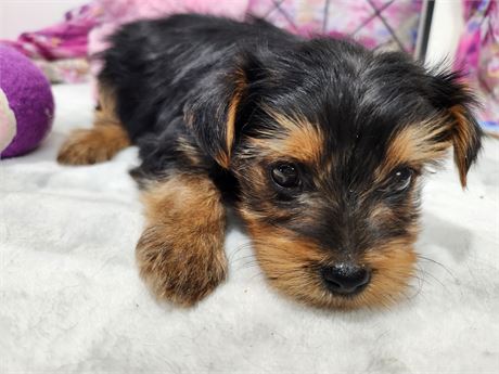Yorkshire Terrier 2629-02