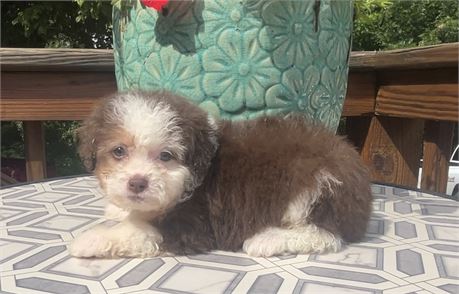 USDA CLEAN ***F1 TOY*** RED TRI FEMALE