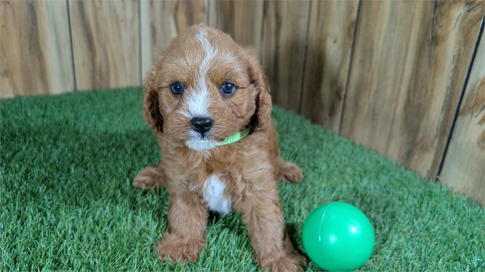 Red Cavapoo Male