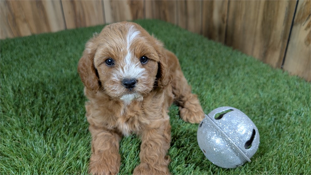 Red Cavapoo Male